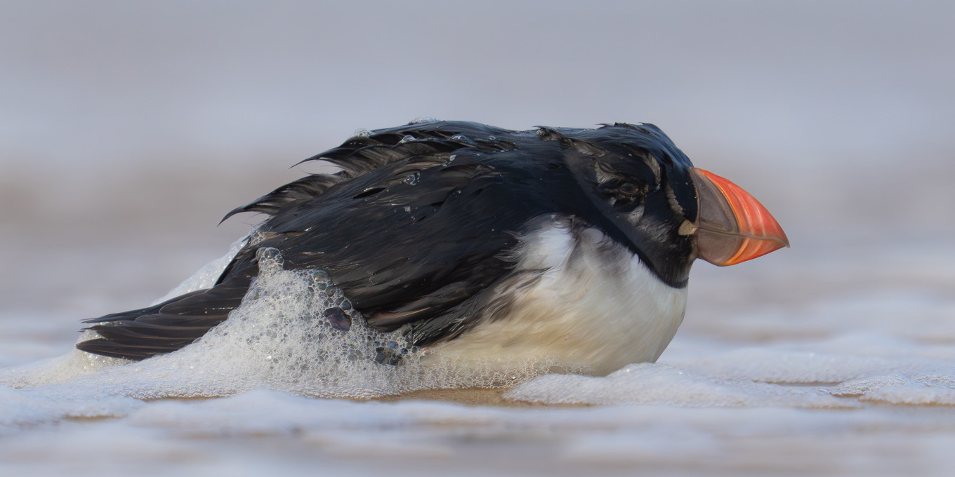 Le perroquet des mers